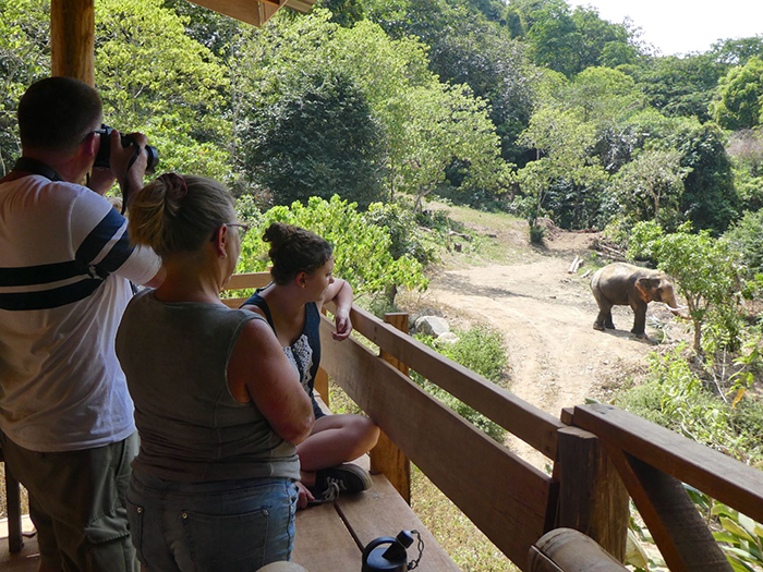 “องค์กรพิทักษ์สัตว์แห่งโลก ชวนก้าวใหญ่ตามใจช้างที่ ฟอลโลวอิ้ง ไจแอนท์”